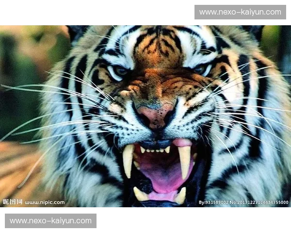 丛林幻影与百兽之王：美洲虎VS老虎，一场跨越经纬的巅峰博弈